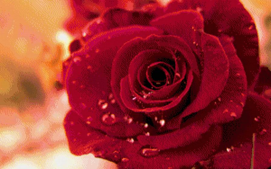 Роза - красиво, роза - предпросмотр