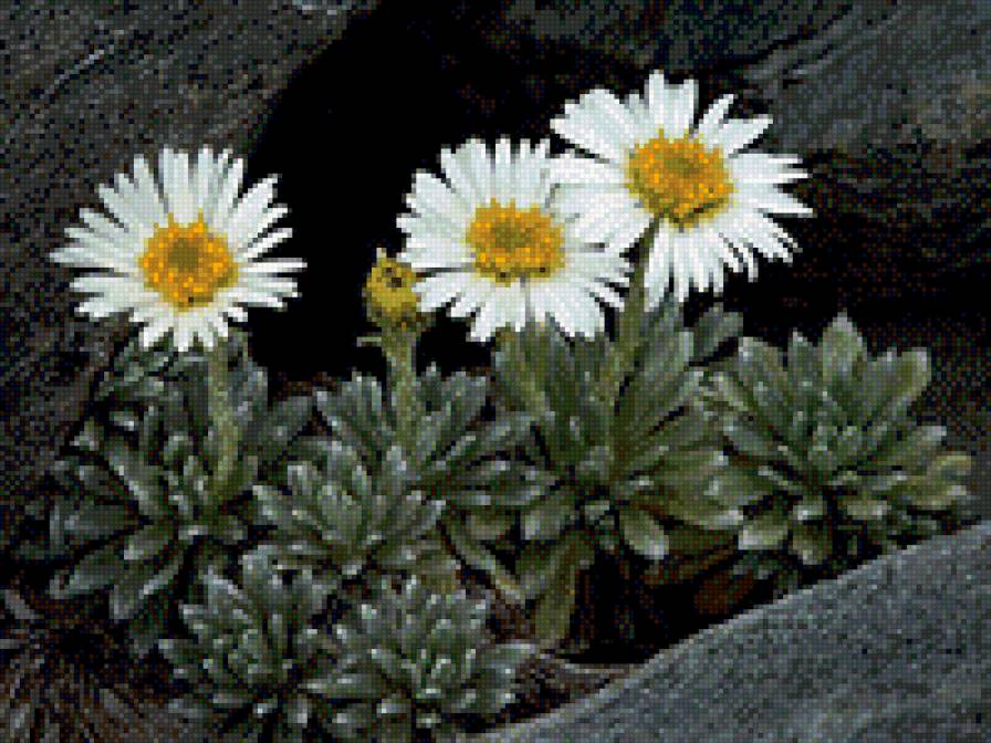 Жизнь на камне - цветы - предпросмотр