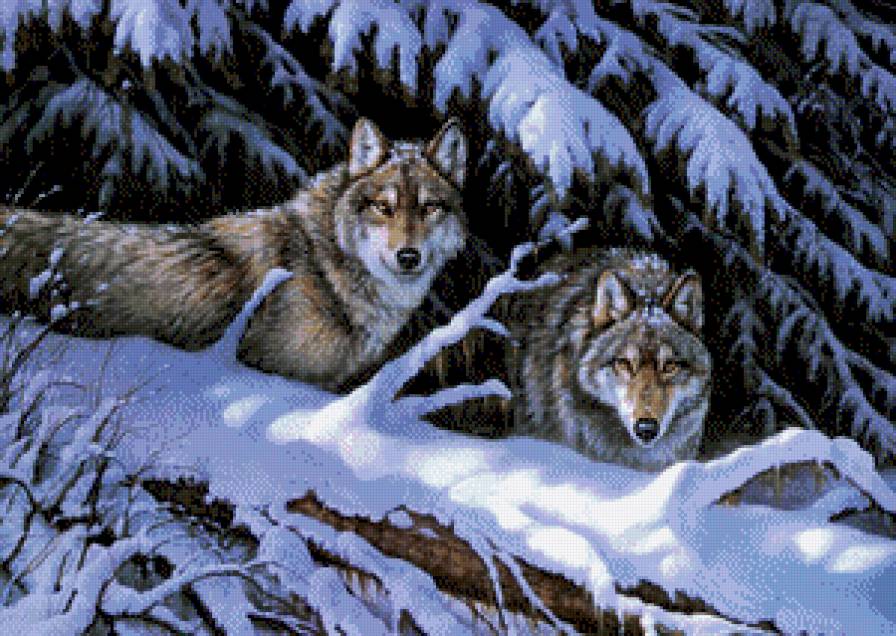 Волки в зимнем лесу - волки, животные, лес, зима - предпросмотр