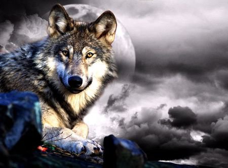 Волк - животные, луна, волк - оригинал