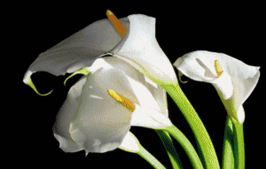 Каллы - цветы, каллы - предпросмотр