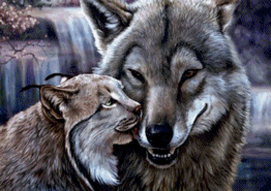 Волки - животные, лес, волки - предпросмотр