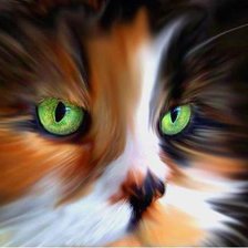 Схема вышивки «Кот»