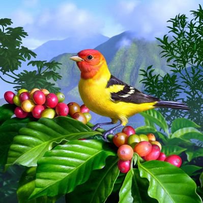 птичка - пейзаж, экзотика, ягоды, природа, птица, птицы - оригинал
