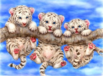 белые тигрята - хищники, кошки, животные, тигр, тигренок - оригинал