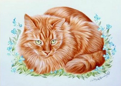Рыжий кот - кот, животные - оригинал