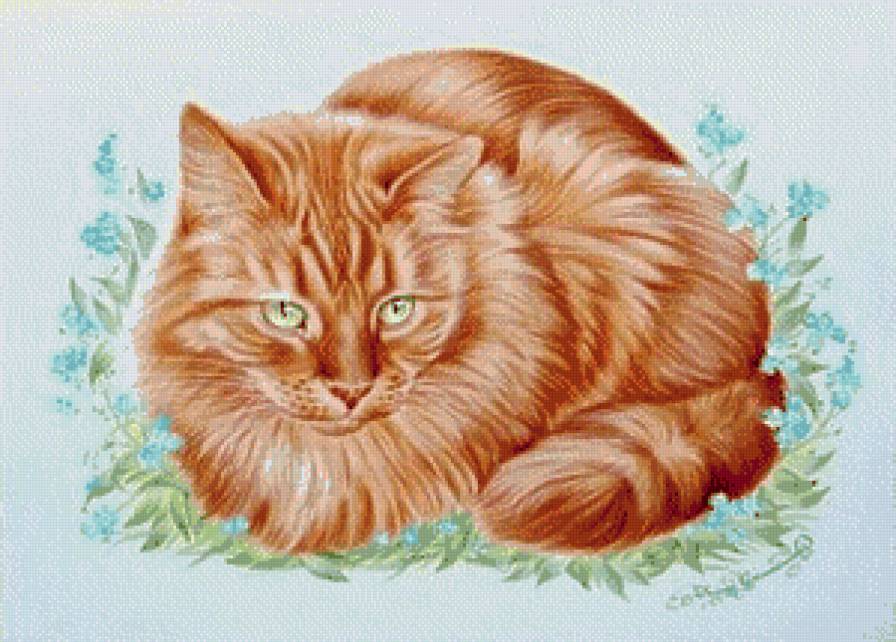 Рыжий кот - животные, кот - предпросмотр