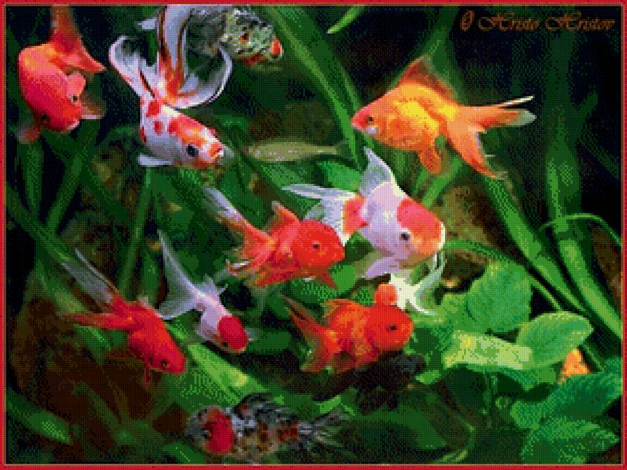 Рыбки - рыбки, растение, животные, аквариум - предпросмотр