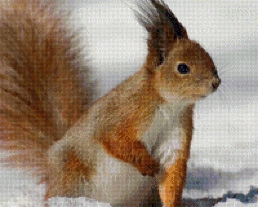 білка - предпросмотр