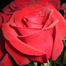 Схема вышивки «Роза красная»