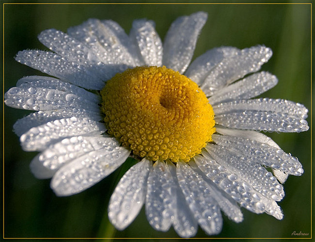 Ромашка :)) - оригинал