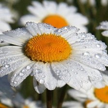 Схема вышивки «Ромашки :)»