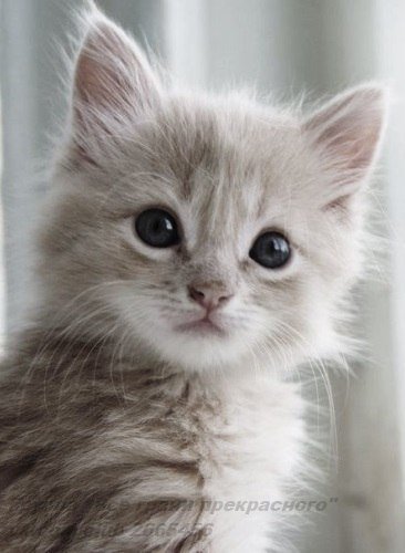 Киска - оригинал