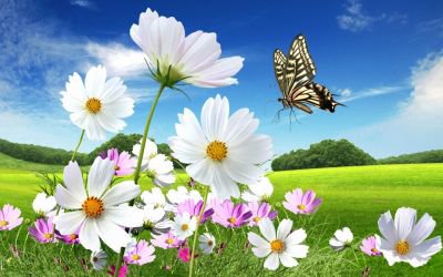 лето - ромашка, поле, цветы, ромашки, бабочка - оригинал