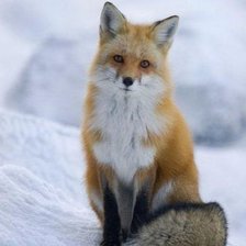 Схема вышивки «№746308»