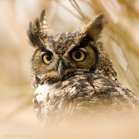 Филин - птицы - оригинал