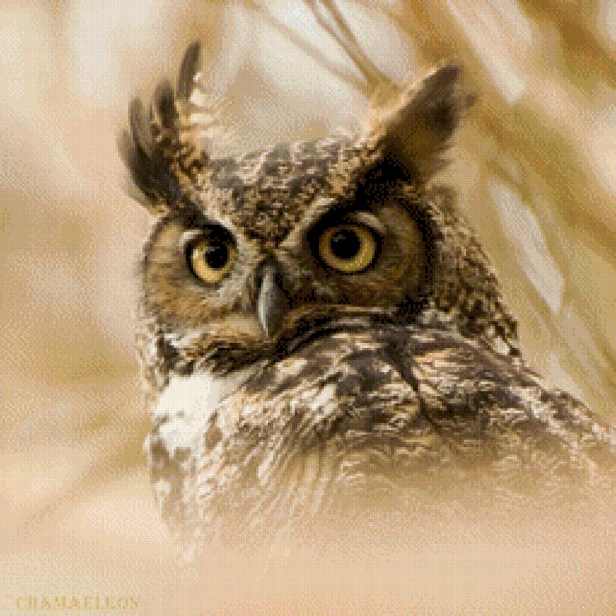 Филин - птицы - предпросмотр