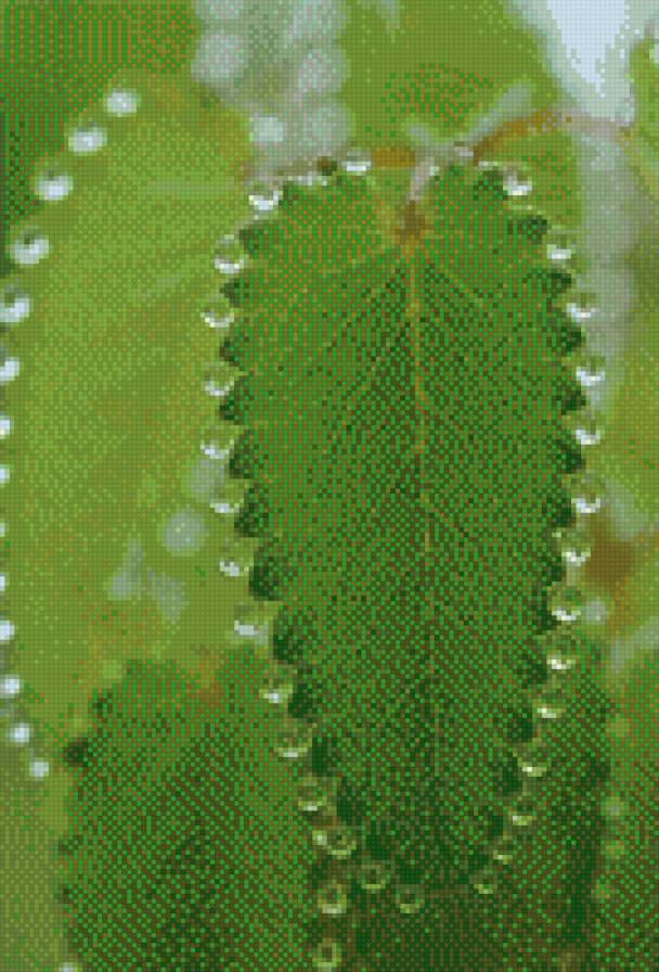 зеленый лист - роса, лист, растение - предпросмотр