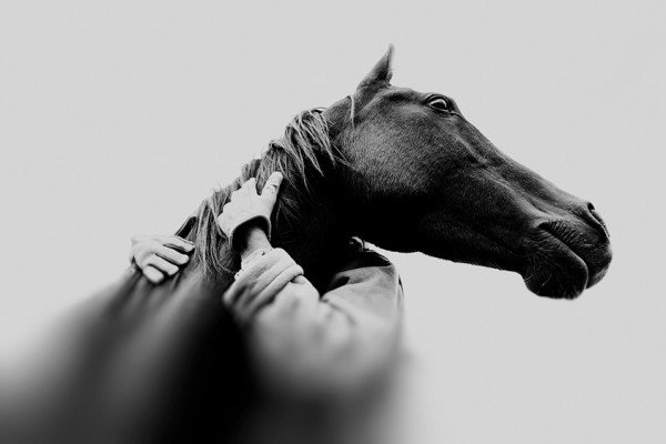 By Christopher Wilson - horse, лошадь, christopher wilson - оригинал