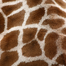 Оригинал схемы вышивки «Жираф» (№746521)