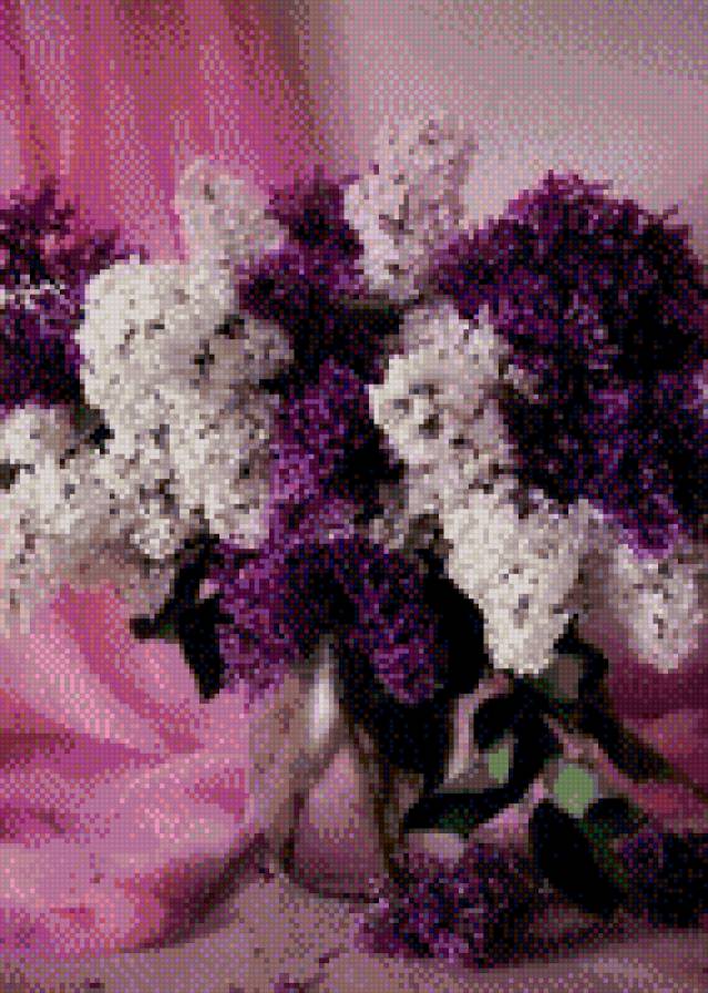 букет сирени - цветы, натюрморт, сирень, букет - предпросмотр