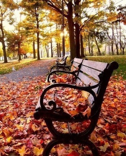 аллея - листва, осень, пейзаж, аллея, скамейка - оригинал