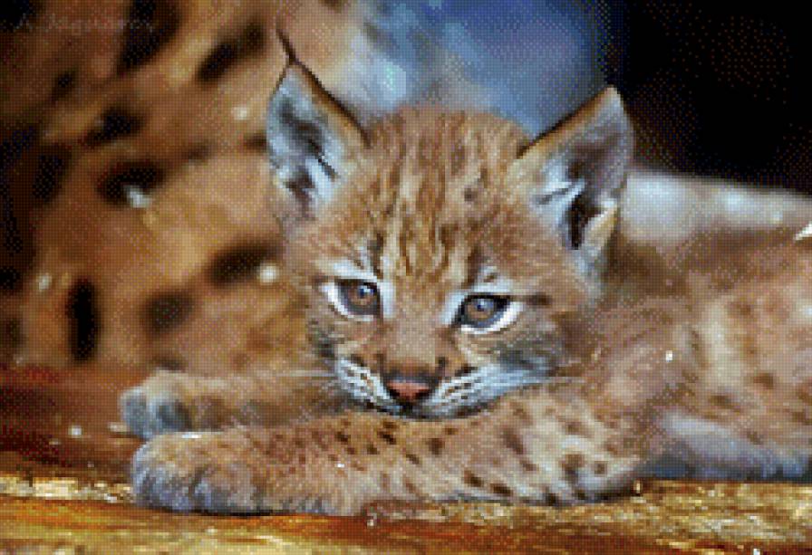 №746578 - рысь - предпросмотр