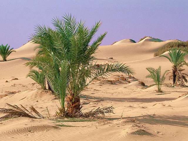 Пустыня Сахара - природа - оригинал