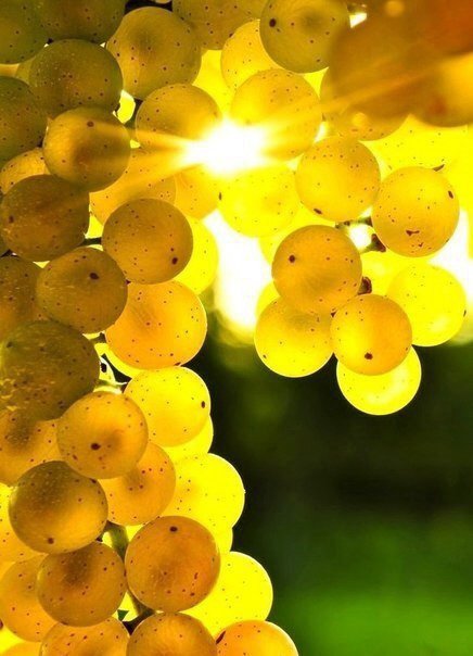 виноград - виноград - оригинал