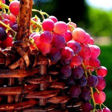 Схема вышивки «виноград»