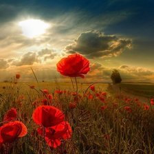 Маковый закат
