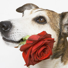 собака с цветком