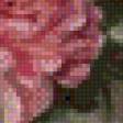 Предпросмотр схемы вышивки «Пионы» (№746847)
