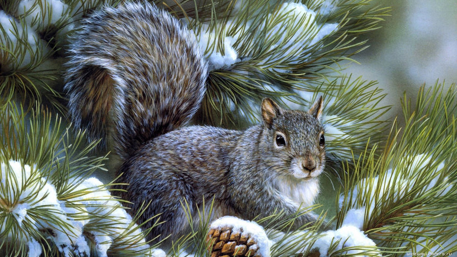 Белочка - зима, белка - оригинал