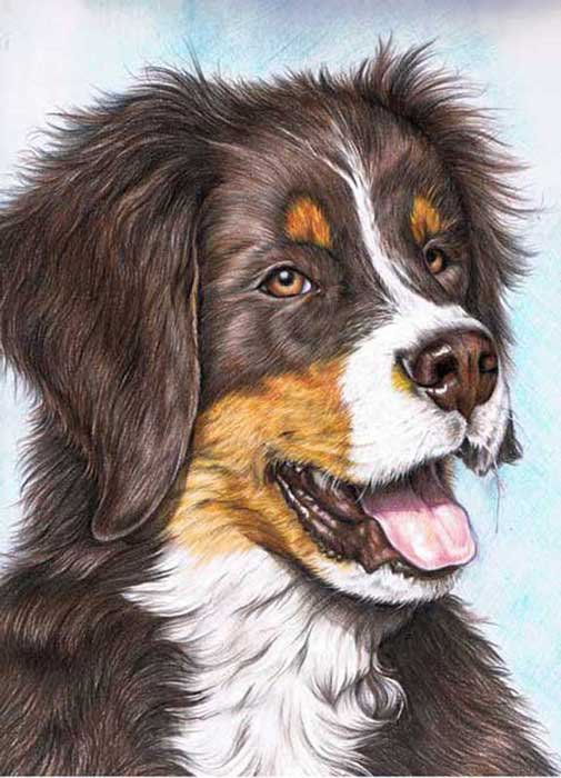 собака - животные - оригинал