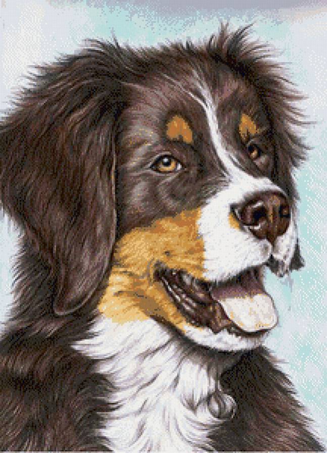 собака - животные - предпросмотр