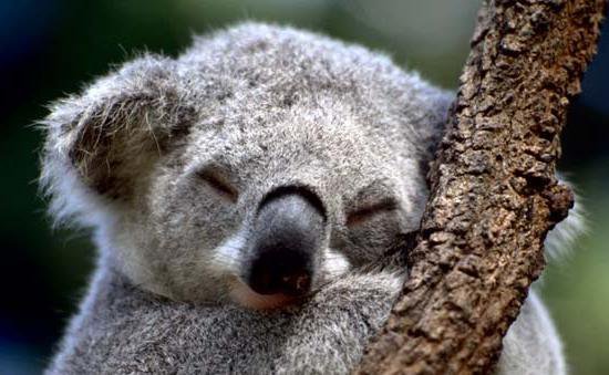 Коала 2 - животные, спящий, природа - оригинал