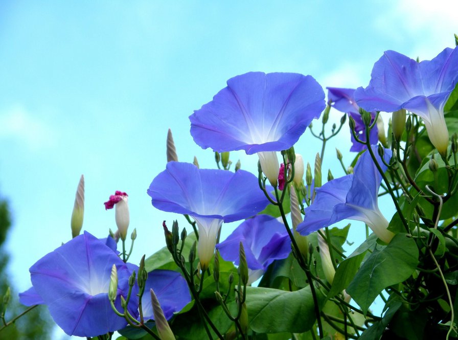 Голубая ипомея - цветы - оригинал