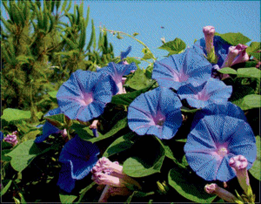 голубая ипомея 2 - цветы - предпросмотр