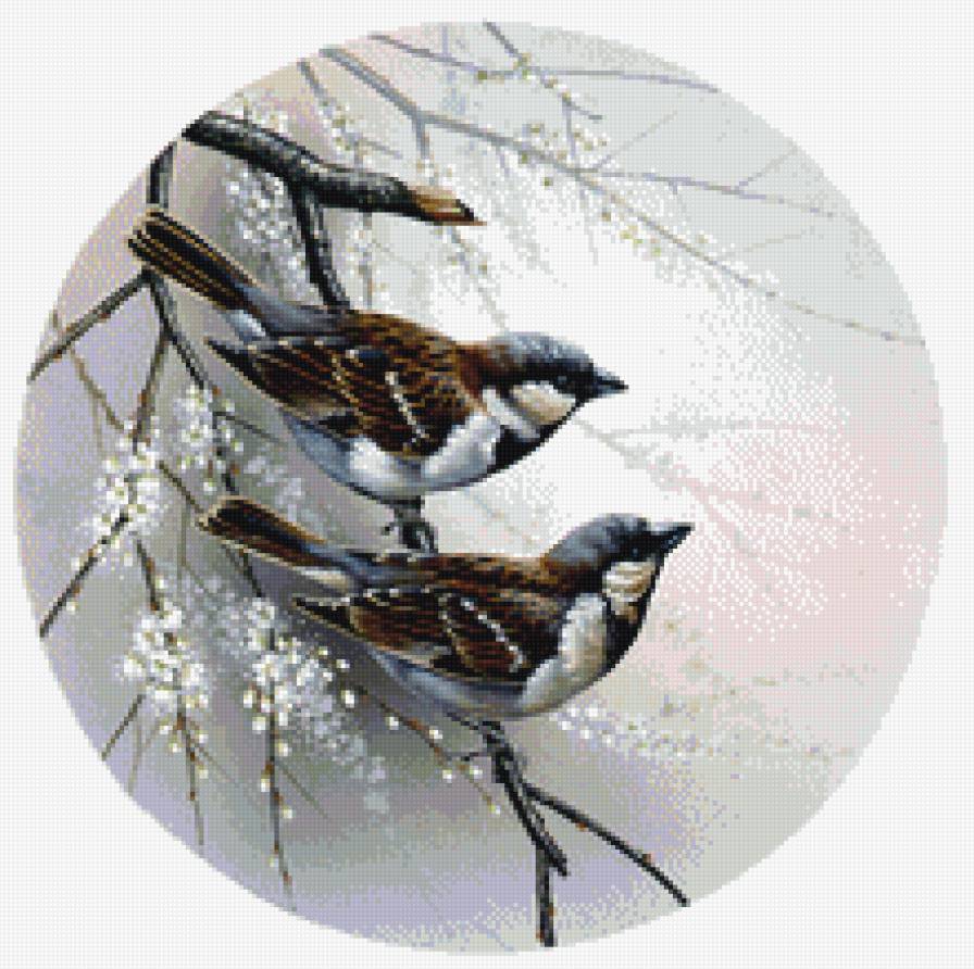 Пернатые - весна, птицы - предпросмотр