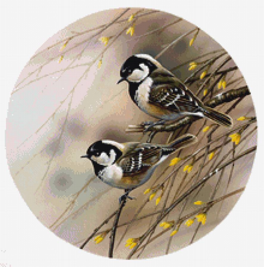 Пернатые - птицы - предпросмотр