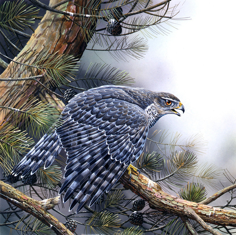 Хищник - птицы - оригинал