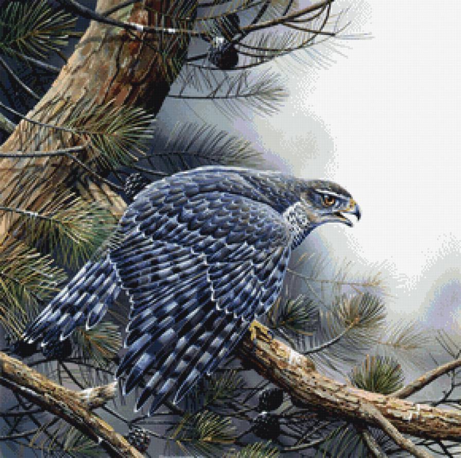 Хищник - птицы - предпросмотр