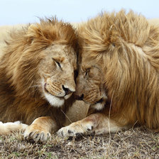 Схема вышивки «львиная нежнось»