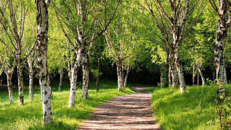 Березки - оригинал