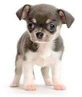 №747992 - собака, животные, щенок - оригинал