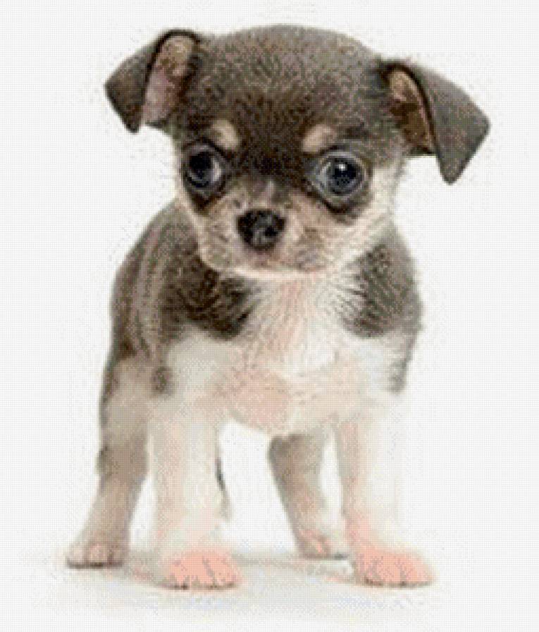 №747992 - собака, щенок, животные - предпросмотр