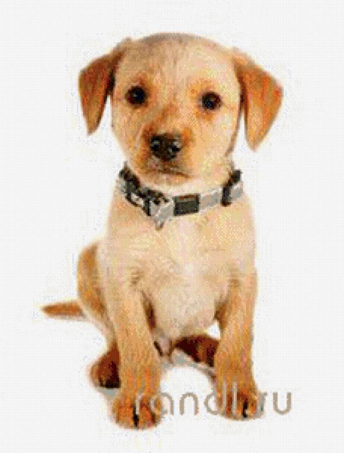 №747994 - щенок, собака, животные - предпросмотр