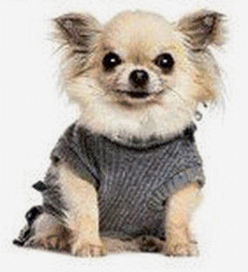 №748000 - собака, животные, щенок - предпросмотр