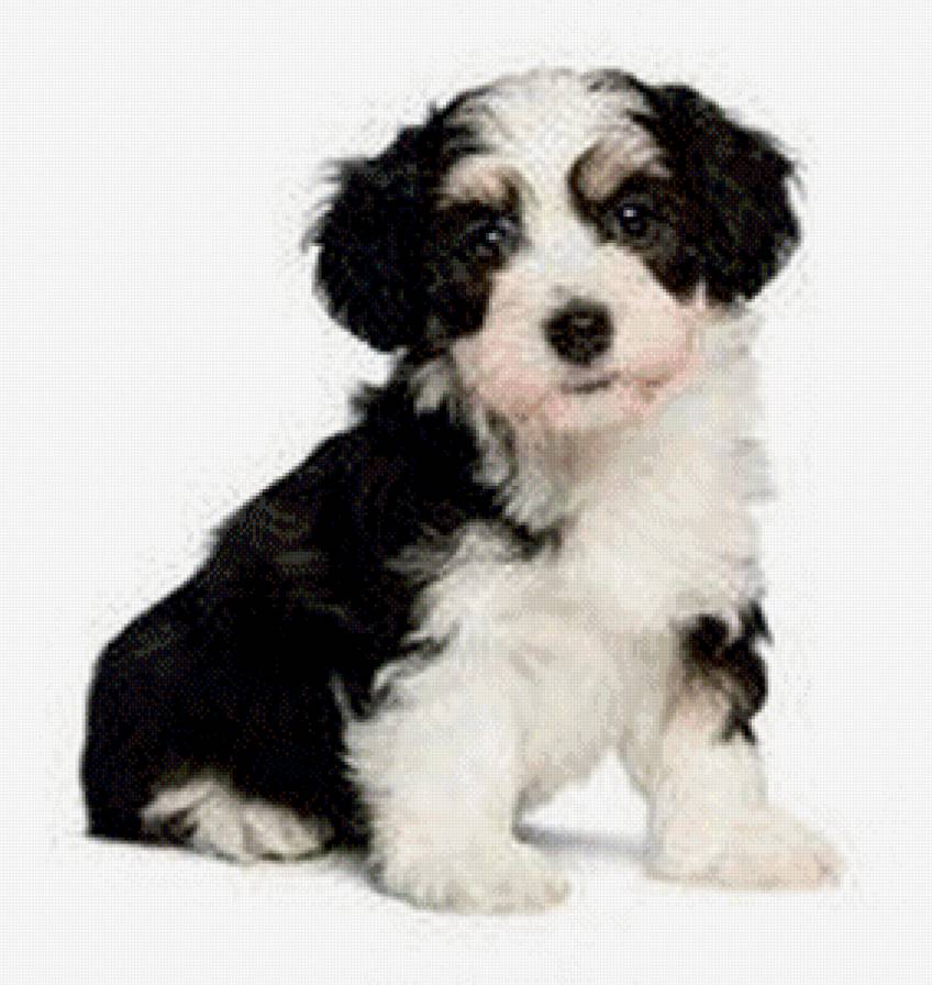 №748002 - щенок, собака, животные - предпросмотр